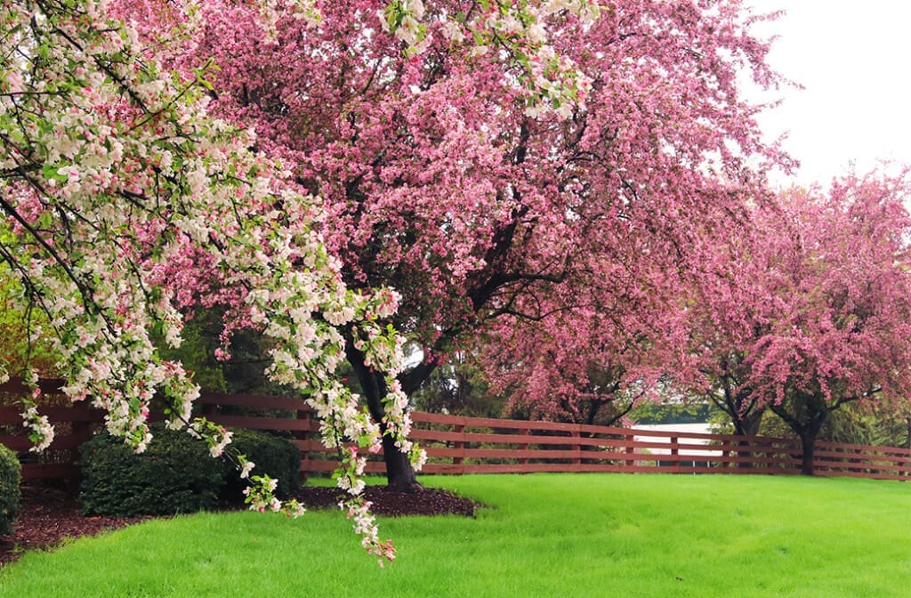 Why Spring is a Great Time to Buy a Home