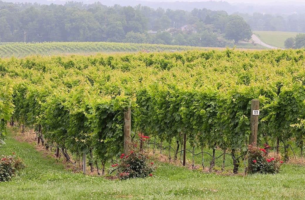 Local Knowledge: Why We Love Yadkinville